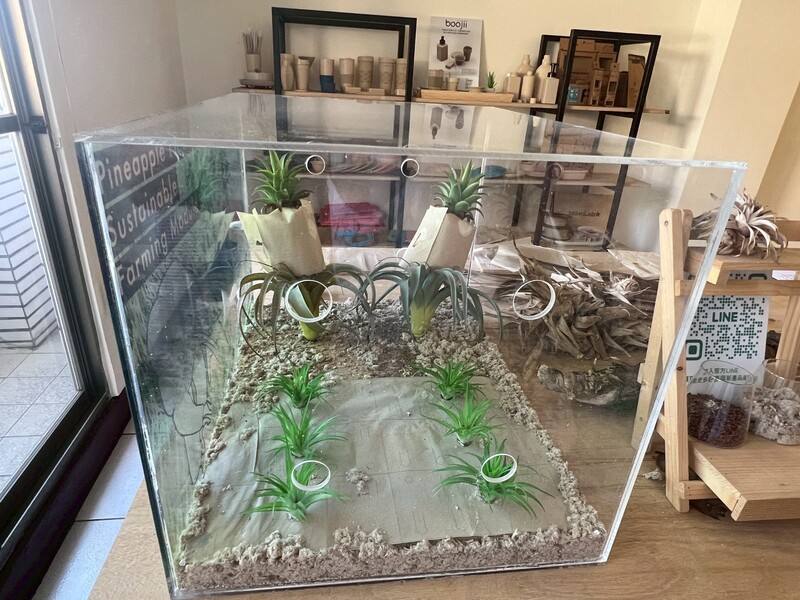 A model showcases how biodegradable mulch films made from pineapple farming waste can be used to protect fruits and fields. CNA photo June 9, 2025