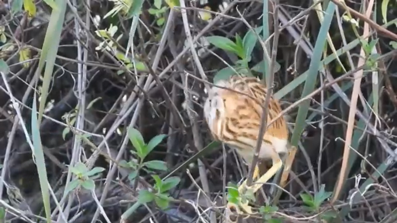 台東縣野鳥學會協助台東縣政府在森林公園鷺鷥湖打造人工浮島