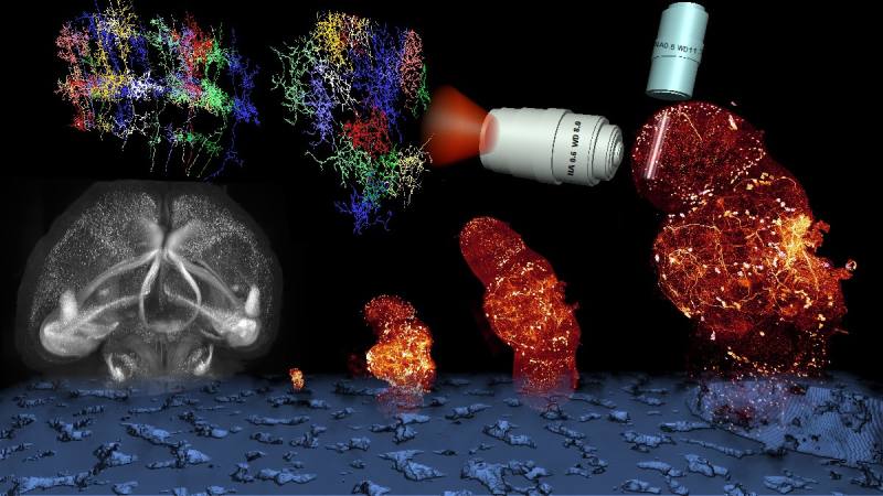 KA-ExM 技術結合樣品物理膨脹與層光顯微鏡成像策略。最左為經透明化處理的鼠腦影像(灰色)，右側為原始果蠅腦(橘色)。研究團隊利用高吸水性水膠，將果蠅腦階段式膨脹至與鼠腦相當大小，並以層光顯微鏡進行三維成像。圖中垂直顯微鏡頭分別負責光束照明與螢光訊號收集。左上為標記果蠅視覺神經元(Tm5a)的細胞結構，膨脹後清楚呈現其三維排列與細節。透過創新技術，原本極細微的神經結構得以在大範圍、彩色且立體地被清楚呈現。