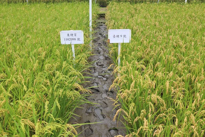 臺東36號(東稉育1102098號)與對照品種臺稉9號於田間生育情形