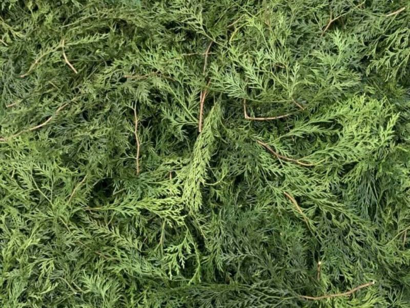 農業部林業試驗所從台灣特有樹種「台灣肖楠」廢棄枝葉中，成功萃取出具高抗菌、抗氧化及美容潛力的精油，林試所表示，這項研究不僅提升林業修枝作業的經濟效益，對農民與地方造林業者而言是一大福音。（農業部提供）