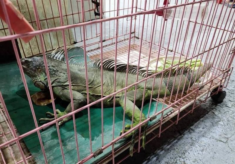 外來種綠鬣蜥橫行南部，南投縣政府農業處、埔里鎮公所12日辦理綠鬣蜥移除宣導活動，呼籲民眾野外發現綠鬣蜥等外來種動物可撥1999通報，更不能飼養、棄置，以免造成環境更大危害。（埔里鎮公所提供）