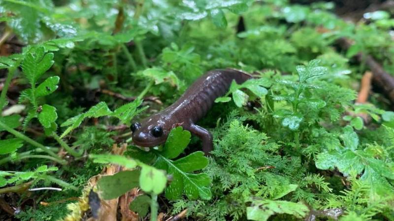 農業部林業及自然保育署嘉義分署指出，阿里山山椒魚為台灣特有種，其分布範圍是台灣5種山椒魚中最廣的。（林業署嘉義分署提供）