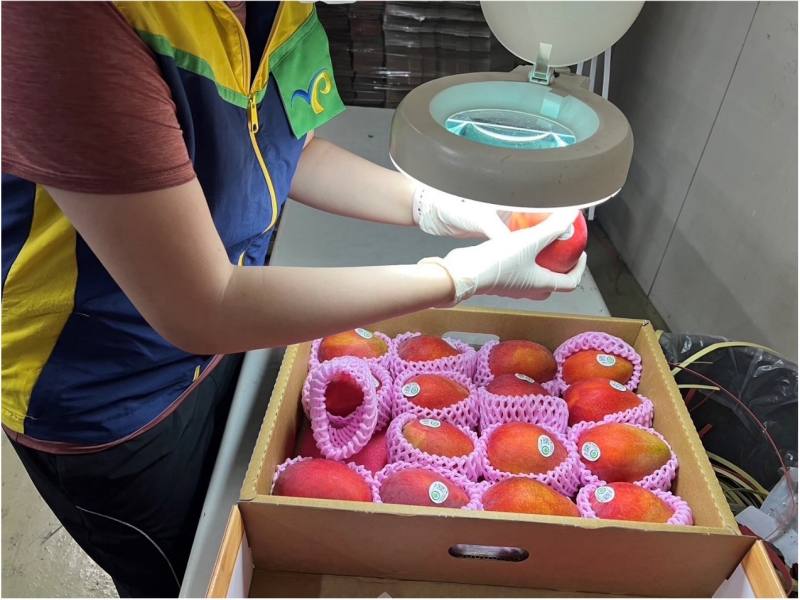 我國檢疫人員進行外銷芒果輸出檢疫作業