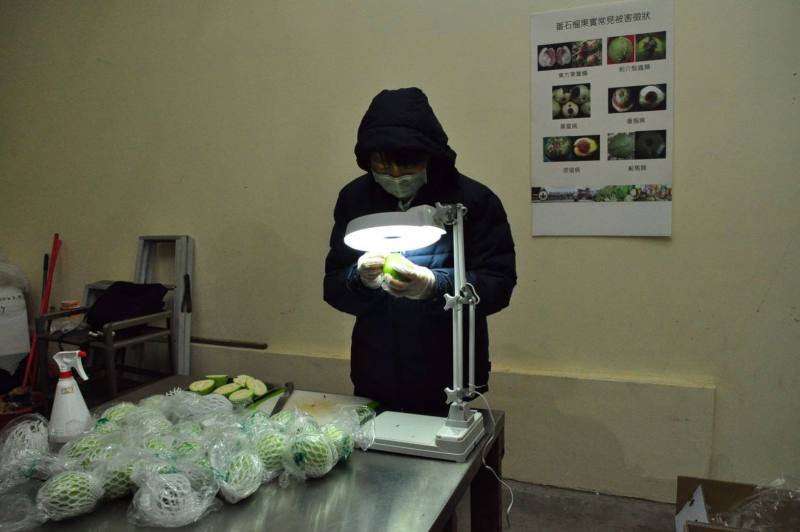 我國檢疫人員進行外銷番石榴輸出檢疫作業