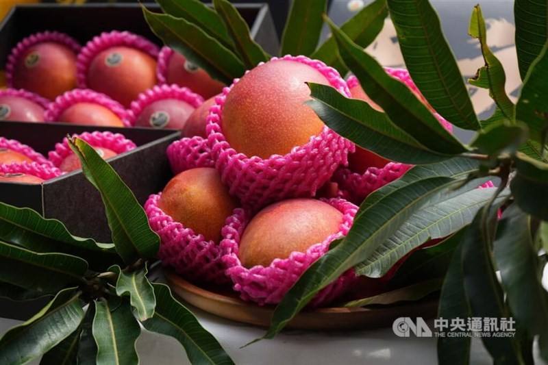 Taiwanese farmed mangoes are seen covered in protective mesh sleeves.CNA file photo