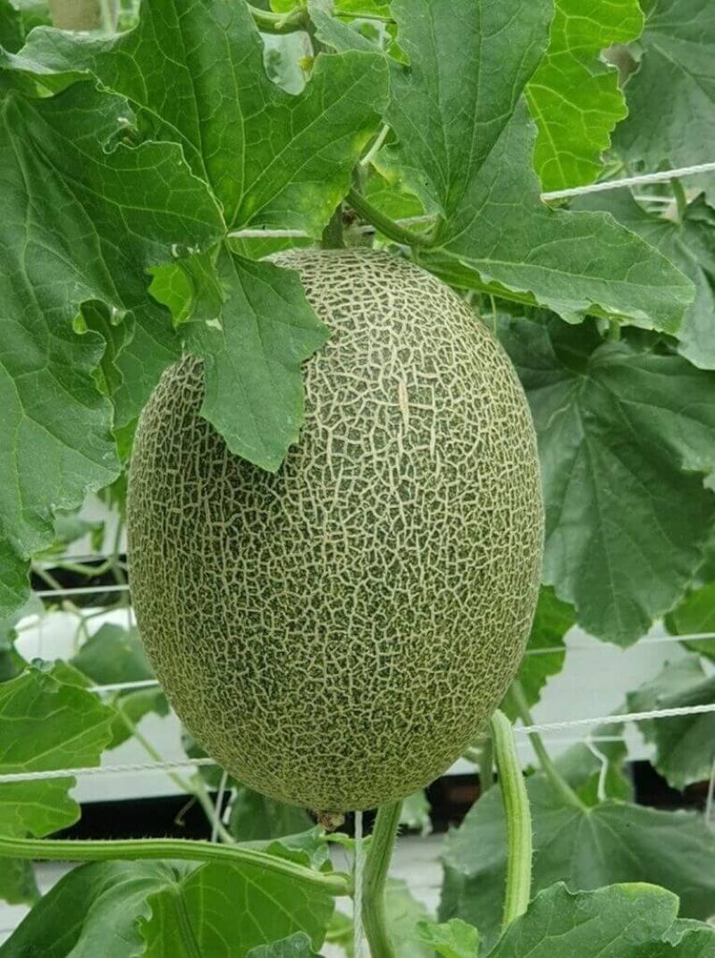 農業部花蓮區農業改良場篩選出新品種哈密瓜「卡蜜拉」，並於民國110年開始協助宜蘭農民於溫室試種，採收率、糖度都領先傳統品種。（農業部提供）