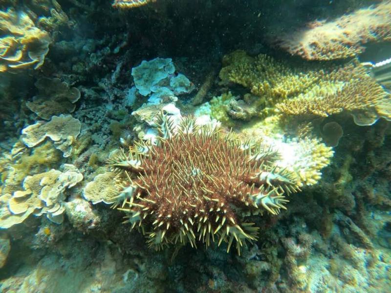 澎湖海洋保護志工隊進行七美海域調查，發現棘冠海星密度已達警戒值，緊急向海洋委員會海洋保育署通報。海保署決定18日起委由澎湖水域遊憩活動商業同業公會進行首波專案移除作業。（澎湖海洋保護志工隊提供）