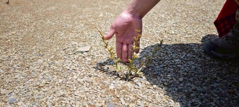 太魯閣國家公園管理處為改善合歡北峰3246鞍地（山友習稱為北峰小溪營地）地面裸露植被無法生長問題，試辦原生植栽復育工作，經1年觀察，苗木有不錯的存活率，近期將再度上山栽種。（太管處提供）