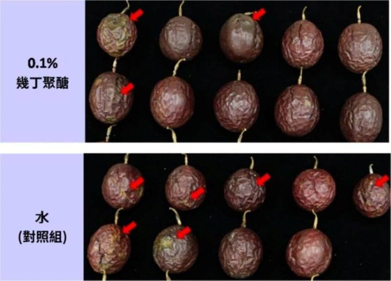 為提升百香果儲藏品質，農業部台中區農業改良場發現利用幾丁聚醣，可有效達到降低儲藏性病害及果實水分散失功效，延長產品販售期。（台中農改場提供）