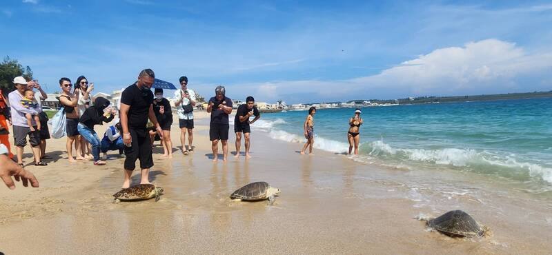 澎湖漁業生物研究中心表示，16日野放10隻保育類海龜，其中綠蠵龜有7隻、欖蠵龜3隻，分別於民國112年及113年間受傷、擱淺或環境等因素，在海上或岸際獲救，傷癒後野放