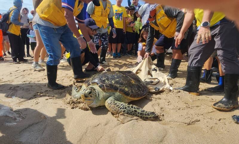 澎湖野放海龜活動16日登場，其中西嶼大義宮飼養52年之久的綠蠵龜，經檢查發現是民國111年11月16日第54次野放之海龜，113年9月在興仁水庫海域受傷擱淺被尋獲送醫，今天2度野放