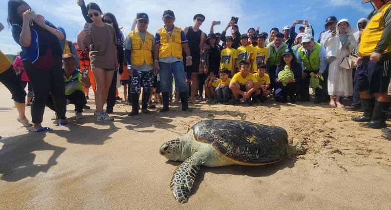 澎湖漁業生物研究中心表示，16日野放10隻保育類海龜，大都是在海上意外觸網或擱淺礁石等，經民眾拾獲送交海龜收容救護中心觀察，身體恢復良好，配合海龜日野放，重返熟悉的大海