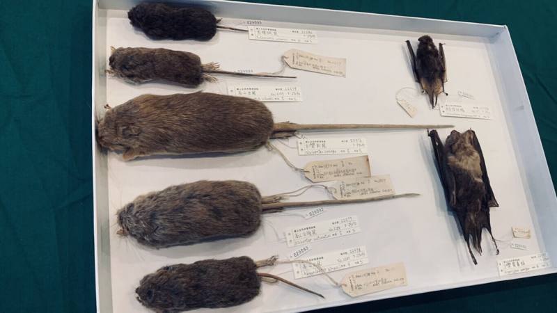 農業部林業及自然保育署嘉義分署17日捐贈百餘件日治時期珍貴標本給國立自然科學博物館，包括哺乳類12件，部分鼠類標本仍可見日治時期鼠類專家青木文一郎署名。（林保署嘉義分署提供）