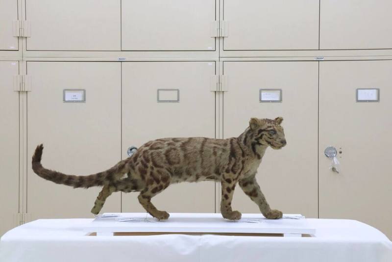 國立科學博物館多年前協助修復台灣雲豹標本，但因此標本狀態極為脆弱，僅能待在恆溫恆濕蒐藏庫保存，農業部林業及自然保育署嘉義分署將其捐贈給科博館，確保長期妥善保存。（國立自然科學博物館提供）