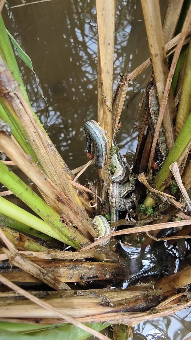 南彰化約4公頃水稻田區近日受到分秘夜蛾危害，農業部台中區農業改良場表示，分秘夜蛾喜歡藏匿於植株基部，若農友未撥開稻叢查看，初期很難察覺。（台中區農改場提供）