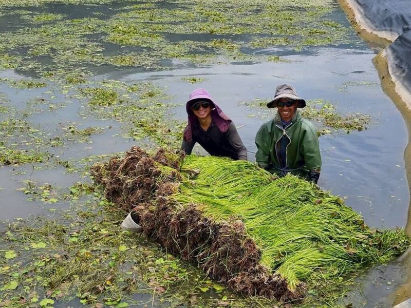 高雄市農業局推動「質譜宅急便」巡迴快篩服務，近日前進美濃區，在地友善耕作品牌「護雉蓮盟」主動送驗野蓮8件樣品，結果全數合格。（高雄市農業局提供）