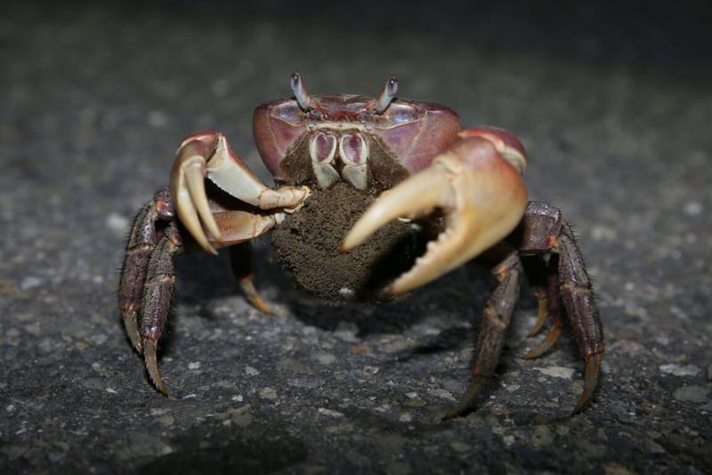 台南市安南區城西里夢幻湖及周邊海岸林擁有台灣最大兇狠圓軸蟹族群，每年6月至11月為降海釋幼繁殖季，圖為抱卵雌蟹。台江國家公園管理處呼籲民眾於陸蟹繁殖季避免開車前往海岸地區道路。（台江國家公園管理處提供）