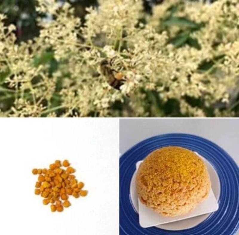 農業部苗栗區農業改良場研究發現光臘樹蜂花粉營養價值高，蛋白質含量高達21%，比等量雞蛋高出約10%，其因香氣濃郁也可添加於烘焙食品中，不僅營養加分，更為糕點增添風味與賣相。（苗栗農改場提供）