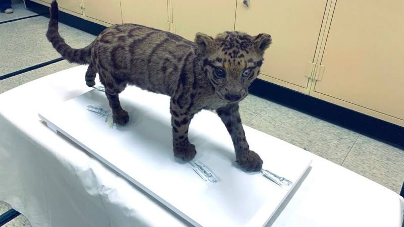 農業部林業及自然保育署嘉義分署17日捐贈百餘件日治時期珍貴標本給國立自然科學博物館，其中雲豹標本曾在1935年「始政四十周年紀念臺灣博覽會」展出，是有文獻紀錄的雲豹標本。（林業署嘉義分署提供）