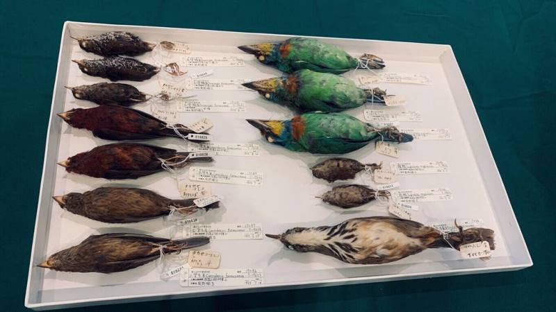 農業部林業及自然保育署嘉義分署17日捐贈百餘件日治時期珍貴標本給國立自然科學博物館，捐贈標本包含鳥類114件，原始採集標籤完整。（林業署嘉義分署提供）