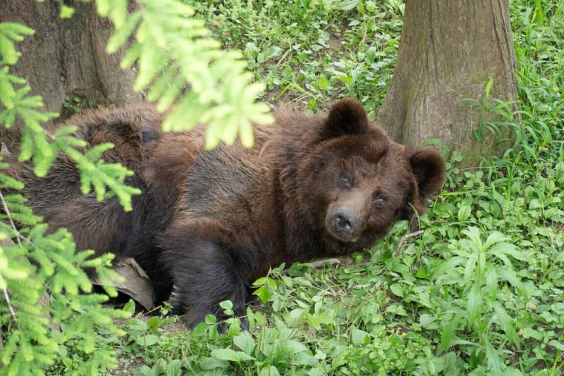 台北市立動物園19日更新日前動手術摘除惡性腫瘤的高齡棕熊「小喬」近況，表示牠經過近3個月的休養後，已可以元氣十足地到戶外挖洞、玩水。（台北市立動物園提供）