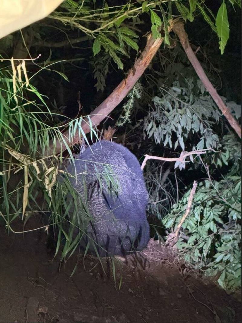 農業部林業及自然保育署台中分署17日在武陵山莊附近樹林發現一隻台灣黑熊受困陷阱，醫療團隊深夜抵達黑熊受困地點啟動救援。（林保署台中分署提供）