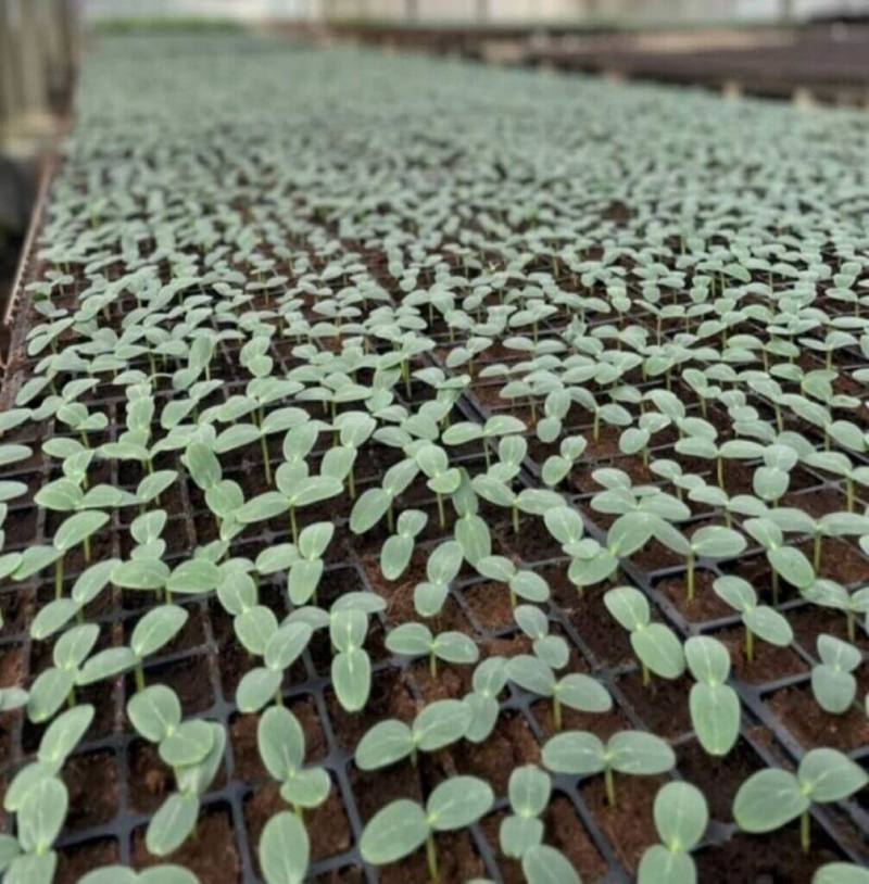 台灣的瓜類蔬菜幼苗常因夏季高溫高溼易遭病害，業者多半用化學藥劑防治，造成病原產生抗藥性。農業部種苗改良繁殖場建立育苗標準作業程序，協助業者設定管控點，避免過度依賴育苗期間化學藥劑防治。（種苗場提供）