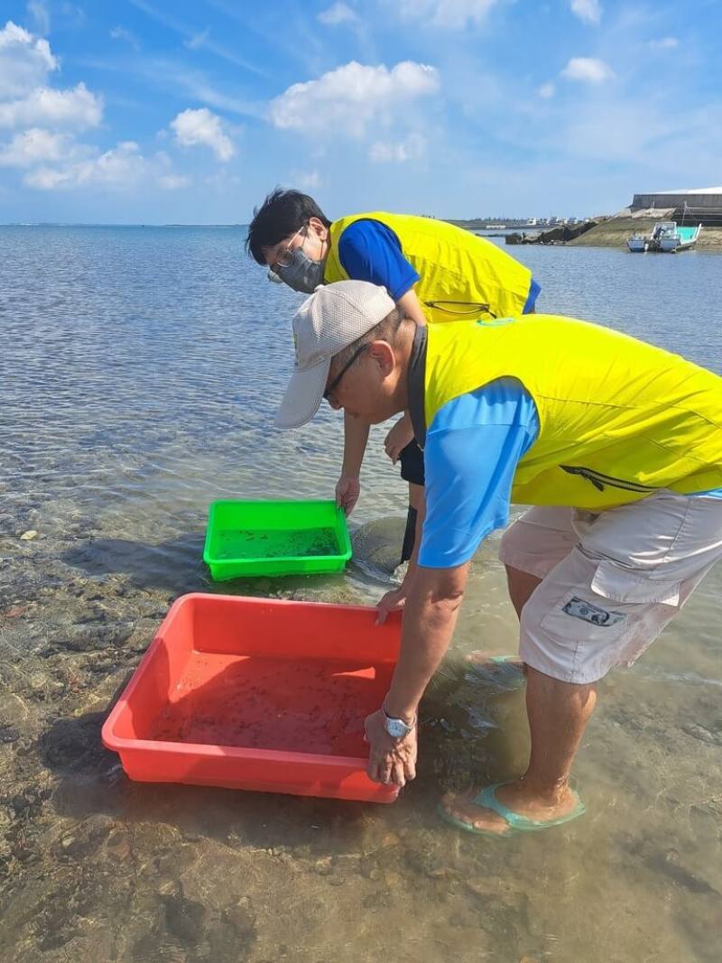 活化石三棘鱟長期受到人為捕撈及棲地環境破壞影響，族群數量持續減少，農業部水產試驗所20日在澎湖縣放流2000隻人工培育的三棘鱟稚鱟，盼能增加野外族群數量。（農業部水試所提供）