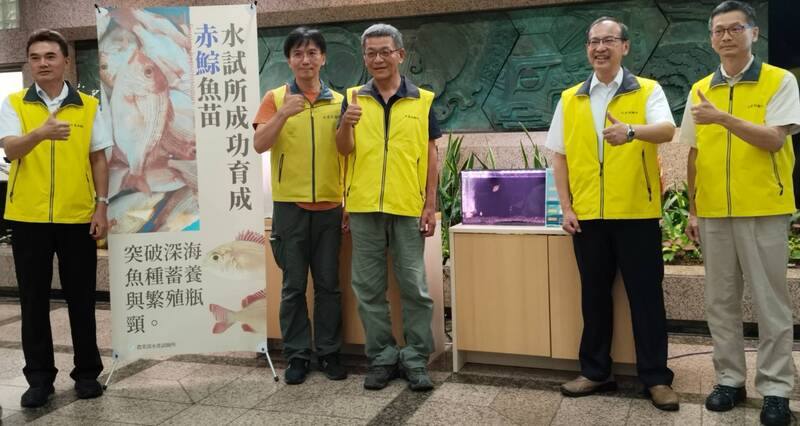 農業部水產試驗所突破深海魚「赤鯮」蓄養與繁殖瓶頸，領先國際成功育成魚苗，未來將以放流方式增裕漁業資源，19日舉行記者會介紹相關技術突破
