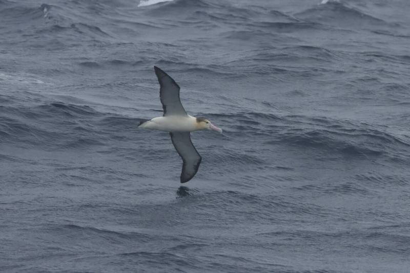 海保署表示，保育類「短尾信天翁」於19至20世紀期間，因人類商業需求再加上火山爆發等因素，造成族群毀滅性減少，至近代經日本研究與復育計畫，短尾信天翁族群有逐漸增加趨勢，目前全球數量計有數千隻。（台灣大學博士生張瀚柏提供）