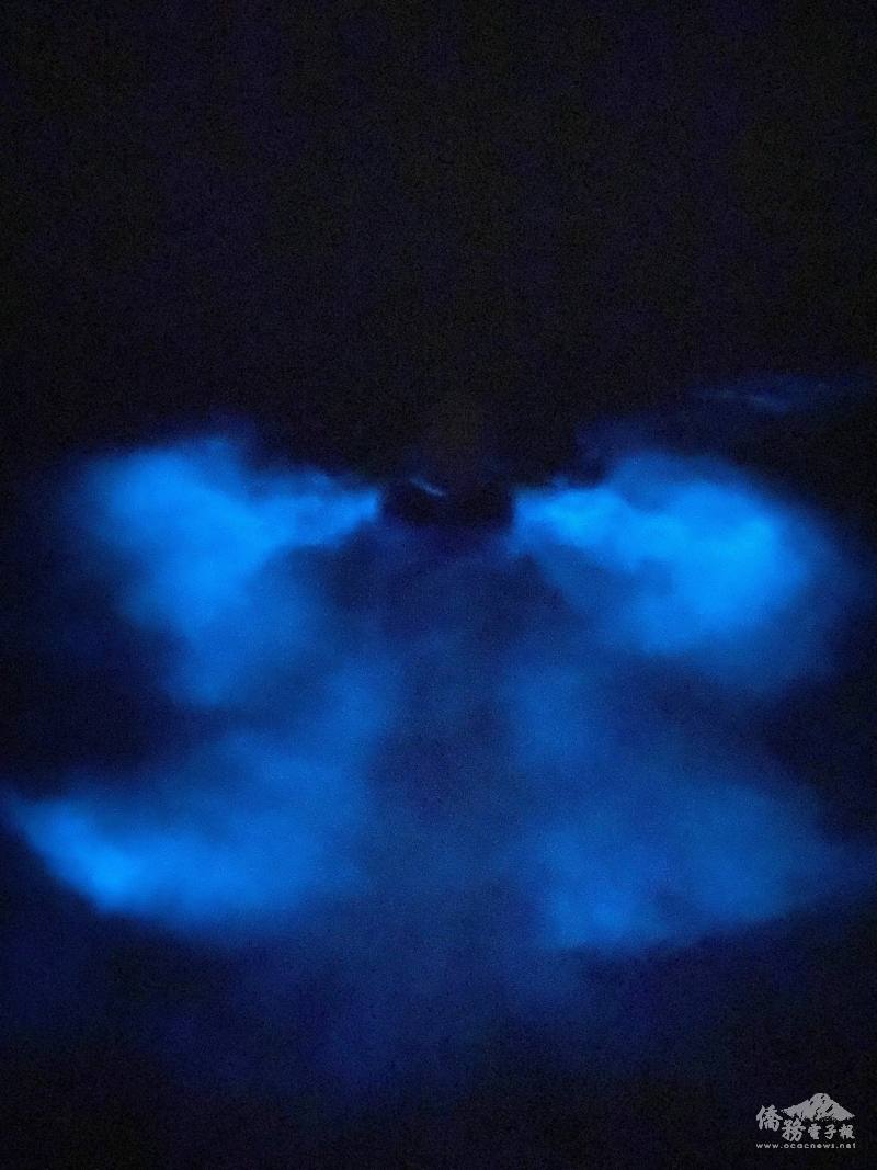 拼命仰泳形成美麗的「夜光天使」