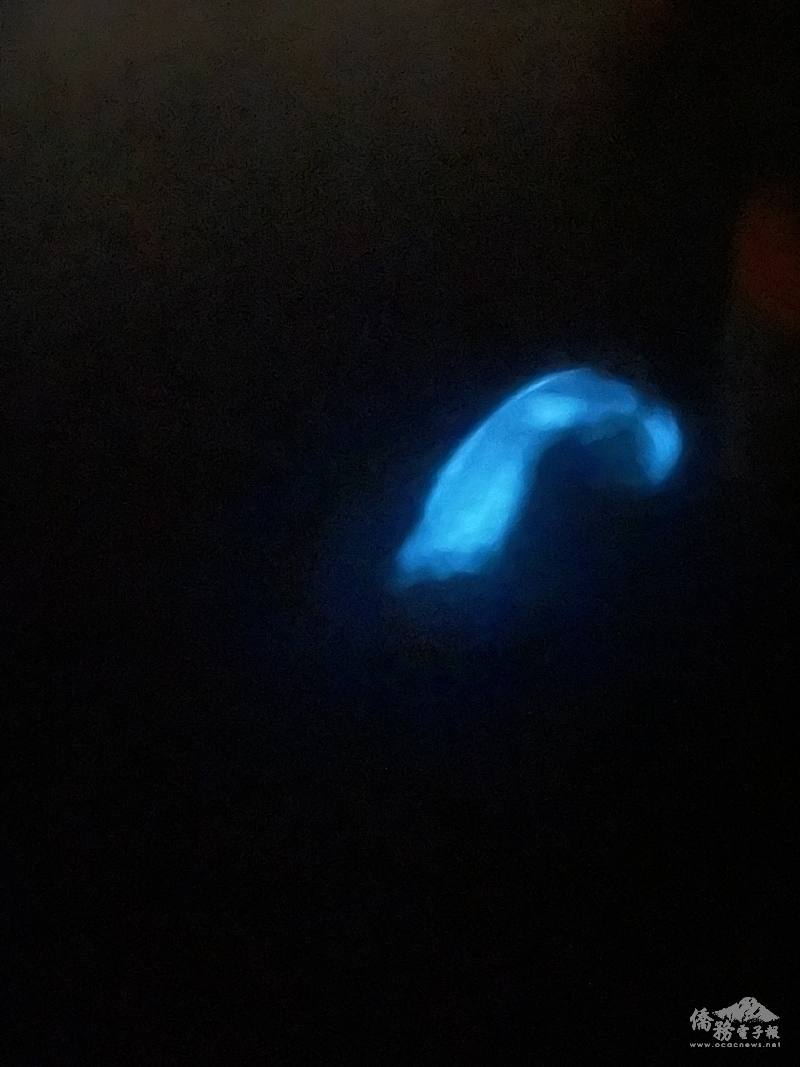 從水中一躍而起的烏魚也沾滿了微光，相片中看來雖是藍色，實際肉眼所見是藍綠色