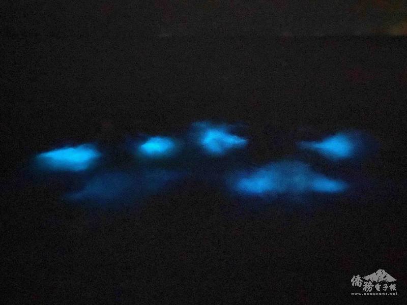 另一次導遊徵求勇者躺在水中拼命划成「夜光天使」