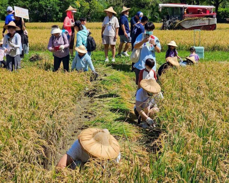 六堆客家文化園區每年推出農事學堂，2月時插秧活動的稻穀已經成熟，200名大小朋友22日前往體驗客庄最重要的水稻收割等農事工作。（六堆客家文化園區提供）