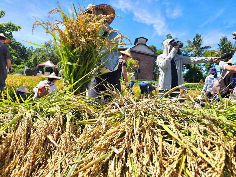 民眾將稻穗舖滿田埂