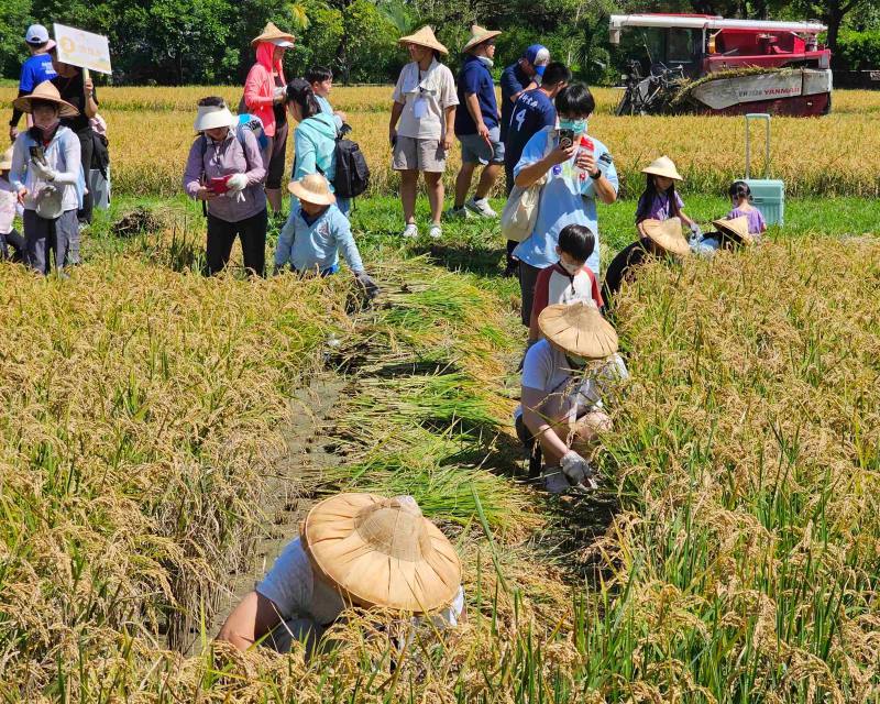 民眾用鐮刀一刀刀收割與收割機快速收割呈現對