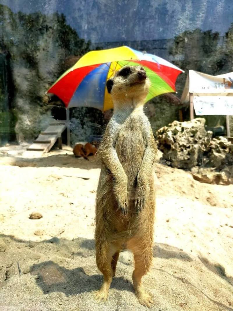 高雄壽山動物園23日表示，暑假全國12歲以下兒童將可免費入園，且假日延長開園時間至下午6時30分。圖為壽山動物園的狐獴。（高雄市觀光局提供）