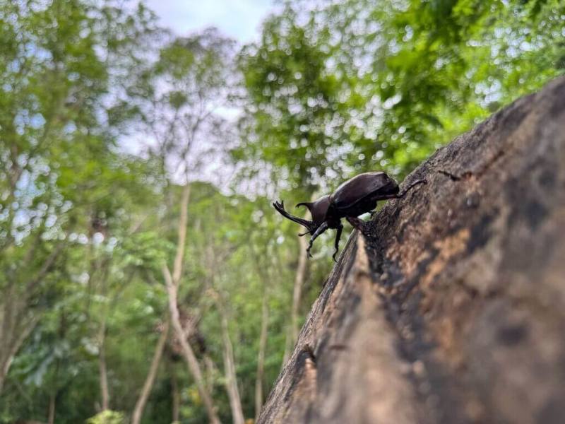高雄市燕巢區烏山頂泥火山地景自然保留區內的獨角仙，每年5月至8月是活躍的季節，日前在許多光蠟樹上已可看到為數不少的獨角仙。（高雄市農業局提供）