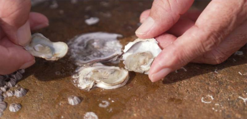 不再見到綠牡蠣