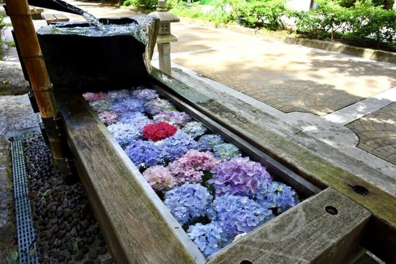 武陵農場內繡球花盛開，農場在水池鋪滿美麗的繡球花，布置「花手水」，營造夢幻角落迎賓，讓民眾能體驗日式的淨手禮儀。（武陵農場提供）