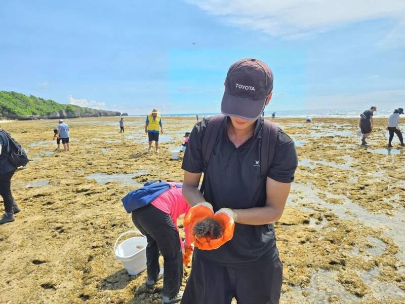 小琉球海膽族群過度擴張，啃食珊瑚礁導致棲地破壞。屏東縣政府6月啟動海膽移除行動，24日在肚仔坪核心區舉辦環教活動，移除約2000顆海膽。（屏東縣海洋及漁業事務管理所提供）