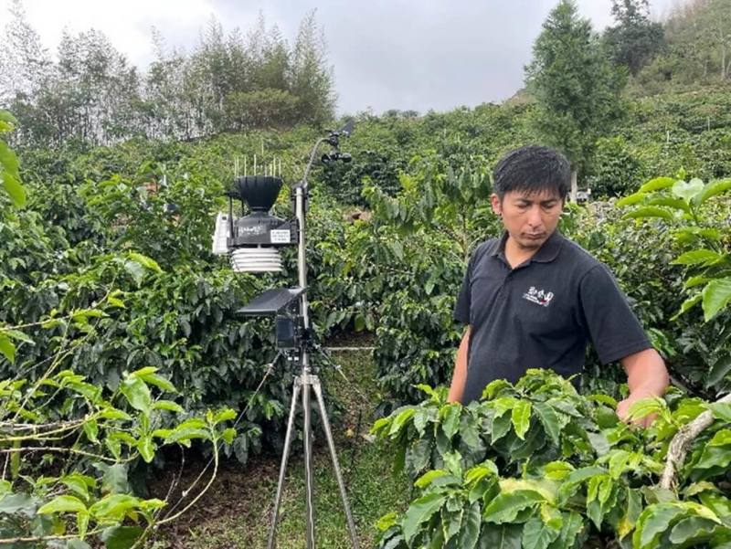 產出名聞國內外咖啡豆的嘉義鄒築園主方政倫（圖）表示，自幾年前導入智慧監測系統後，節省約5成咖啡園巡查時間，使用水資源降低約3至4成，咖啡產量與品質分別提升10%至20%。（嘉義縣政府提供）