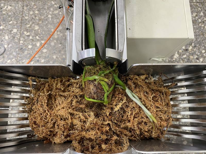 使用植物裝盆機進行蝴蝶蘭苗換盆作業，較傳統人工作業省工省力