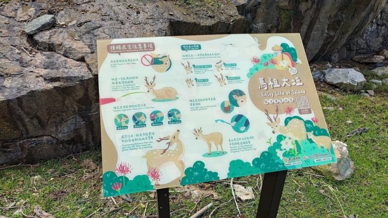 大坵島日前發生梅花鹿攻擊觀光客情事，連江縣政府產業發展處23至24日委託獸醫團隊登島，針對具攻擊性公鹿，在獸醫師評估後鋸除鹿角，並增設告示牌提醒遊客注意安全。（連江縣政府產業發展處提供）