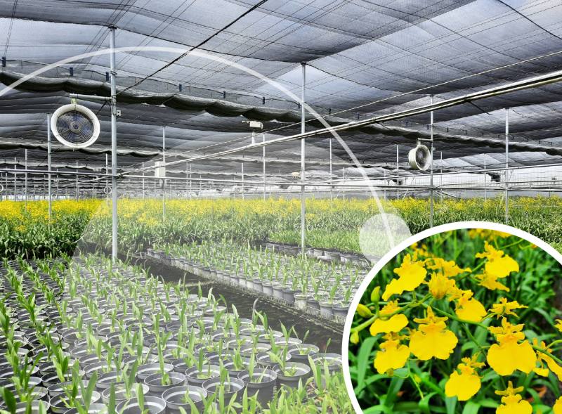 導入智慧科技助益提升文心蘭品質與產量（秉薪蘭園提供）