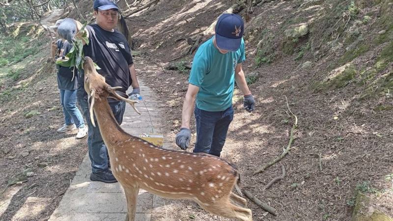 為監控大坵島上梅花鹿健康狀況，連江縣政府產業發展處近日委託獸醫團隊登島，完成寄生蟲藥劑投藥、抽血採樣。（連江縣政府產業發展處提供）