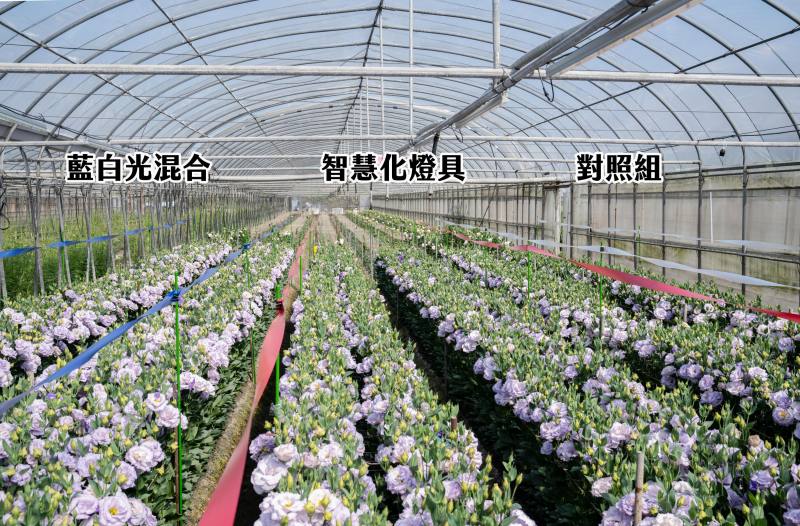 導入洋桔梗智慧補光系統後，開花率與品質均有所提升