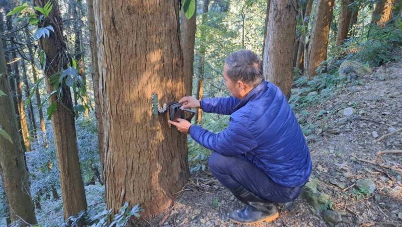 台中自達傳統獵人協會是由大安溪沿線三叉坑、雙崎、竹林、達觀等4部落組成，圖為成員進行紅外線自動相機維護工作。（林業保育署台中分署提供）