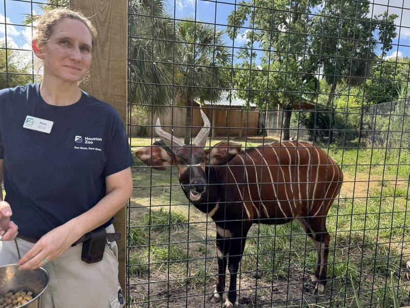 避免台北市立動物園的斑哥羚羊斷香火，休士頓動物園將送一隻名叫Harris的斑哥羚羊來台繁衍